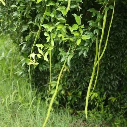 thumbnail for publication: Cat's-Claw Vine, Dolichandra unguis-cati—A Showy but Invasive Plant in Florida